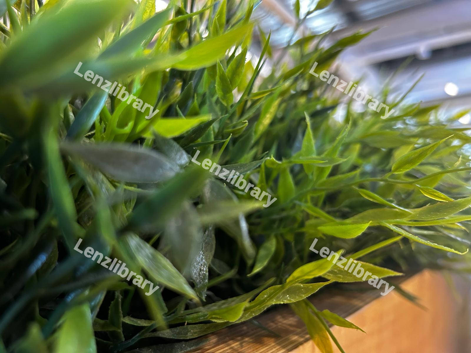 Green Plants